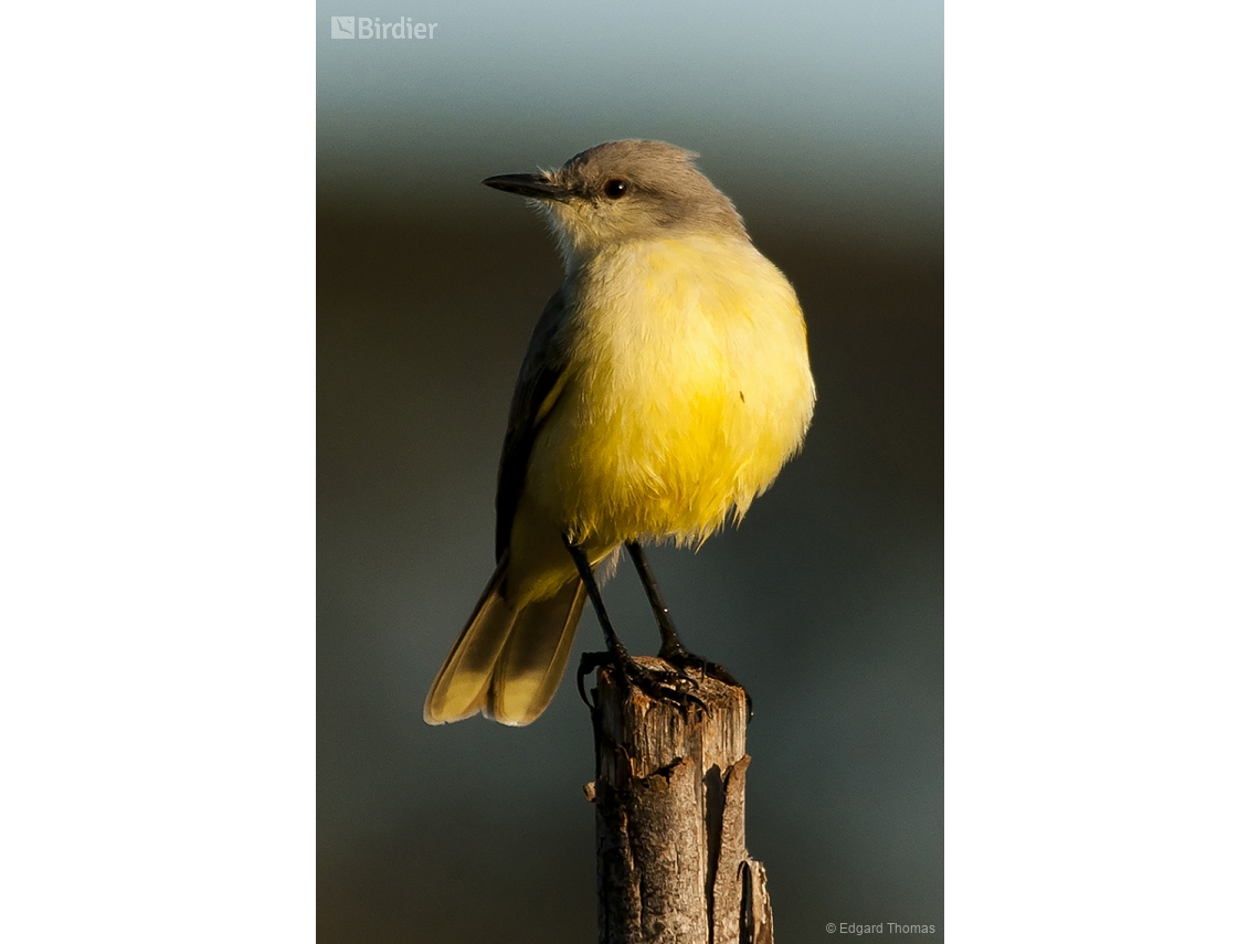 Machetornis rixosa