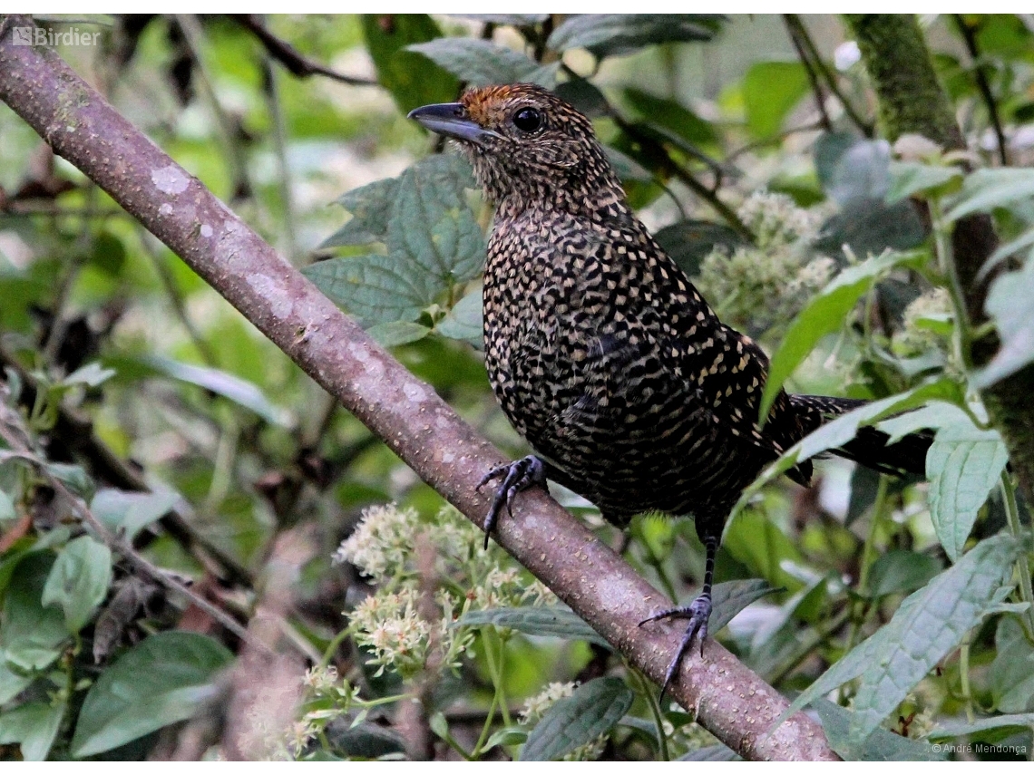 Mackenziaena leachii