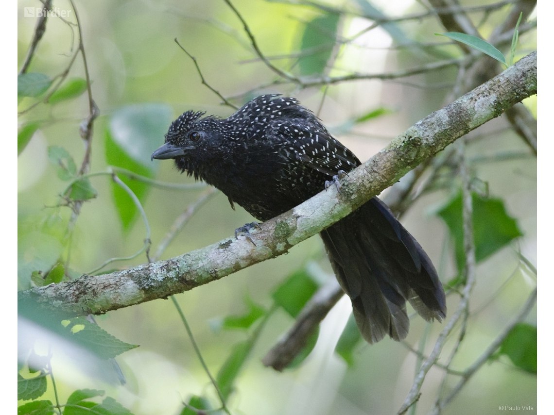 Mackenziaena leachii