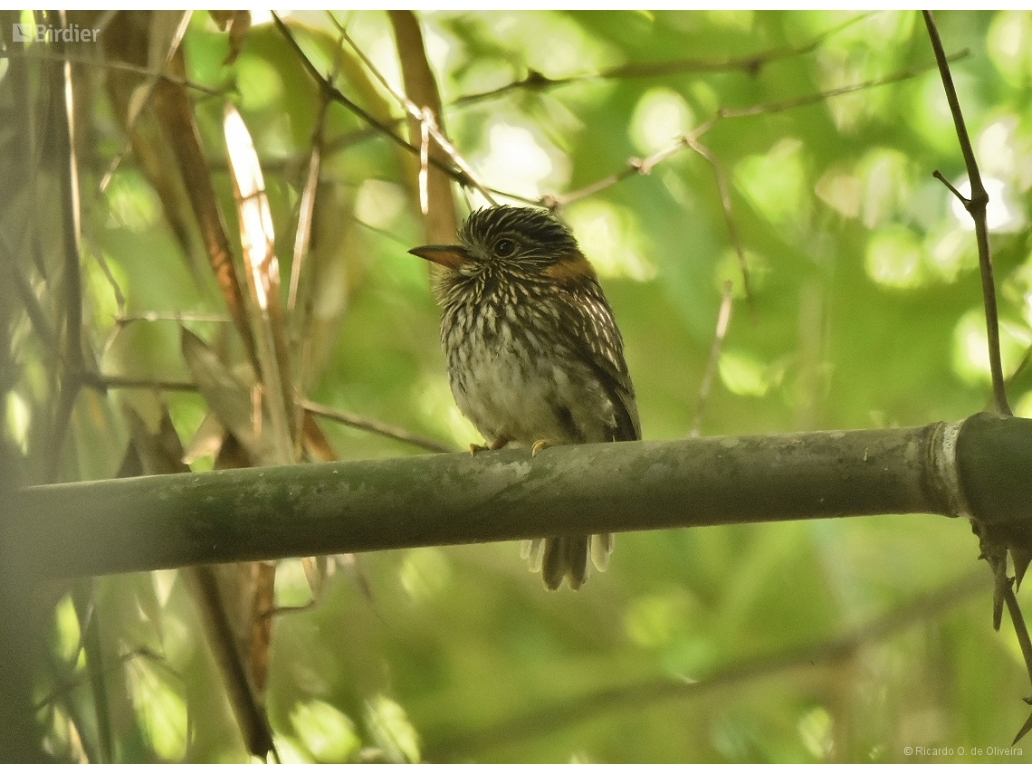 Malacoptila semicincta