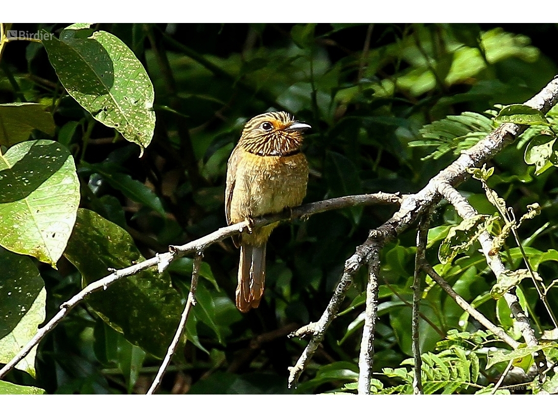 Malacoptila striata