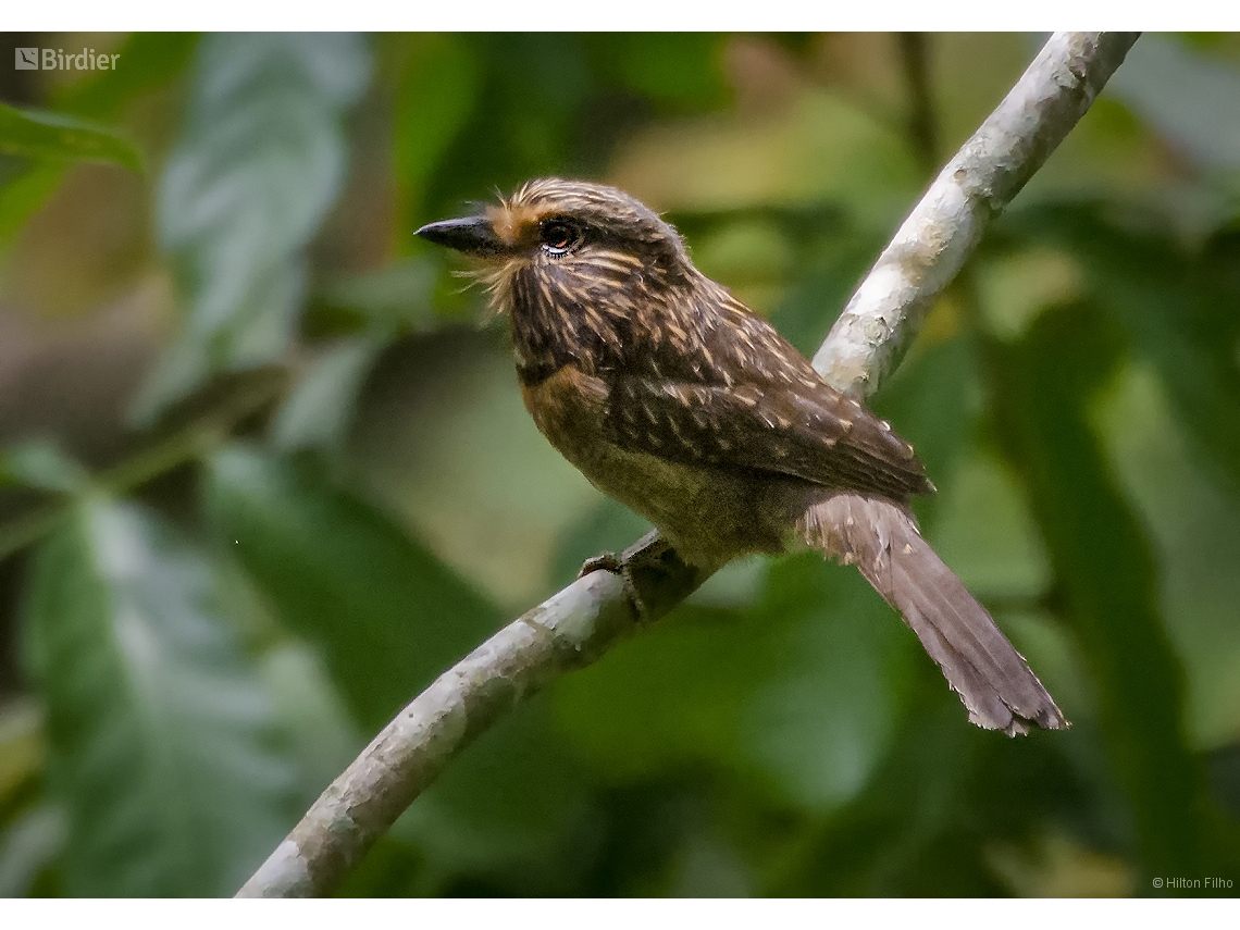 Malacoptila striata