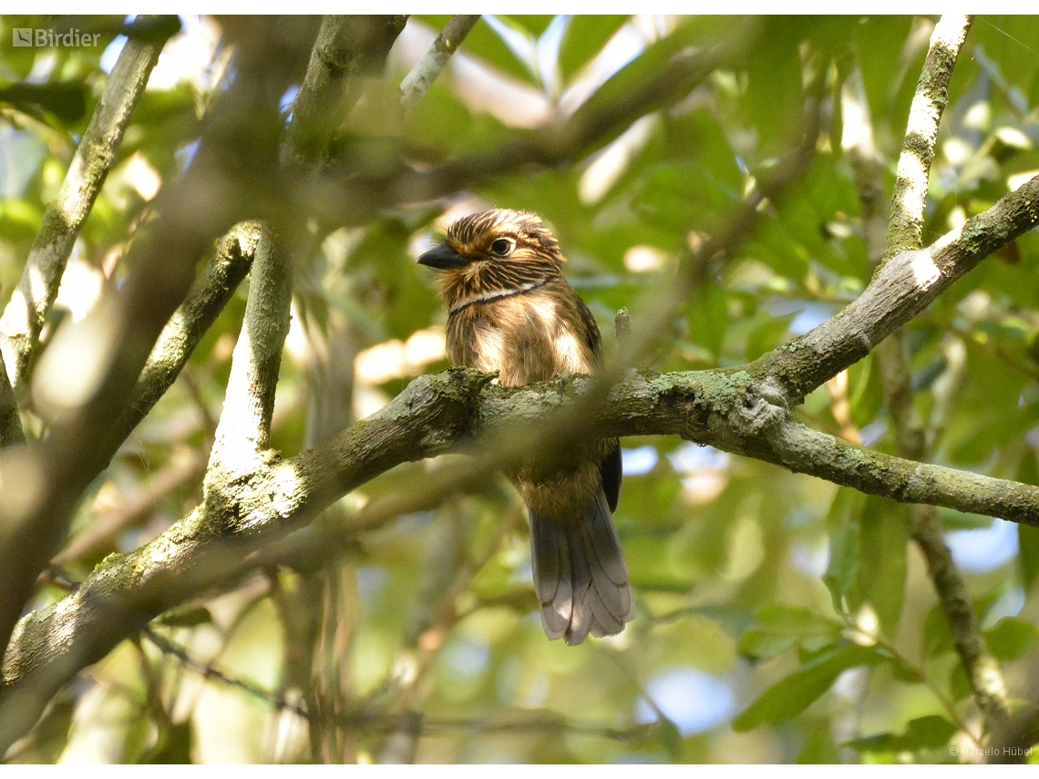 Malacoptila striata