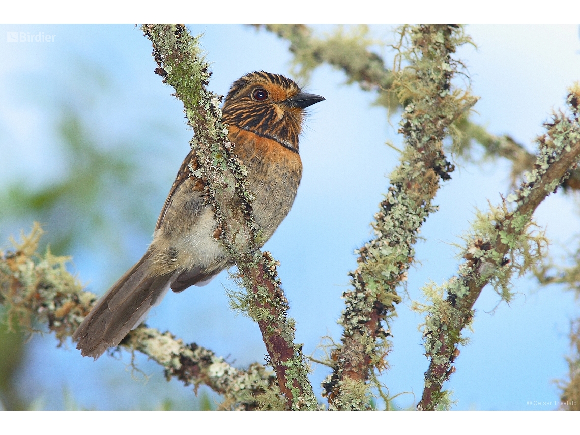 Malacoptila striata