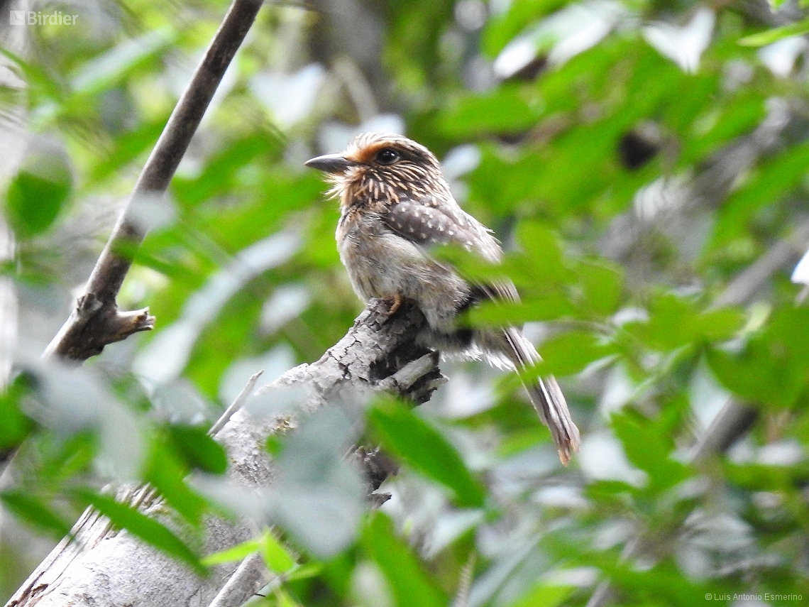 Malacoptila striata