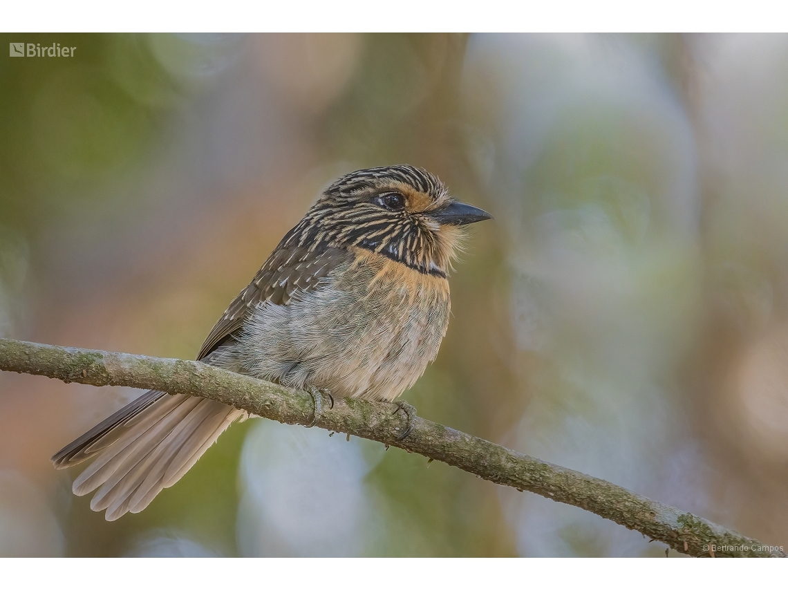 Malacoptila striata