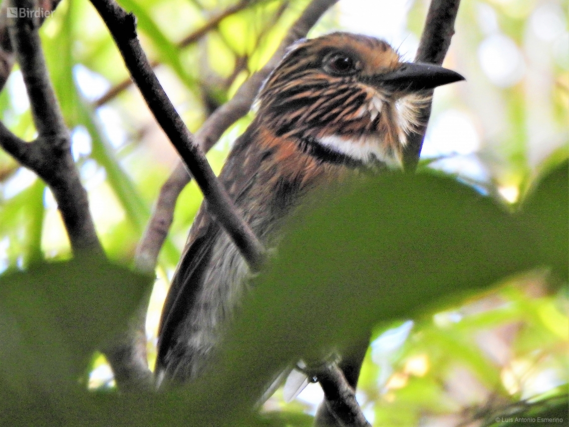 Malacoptila striata