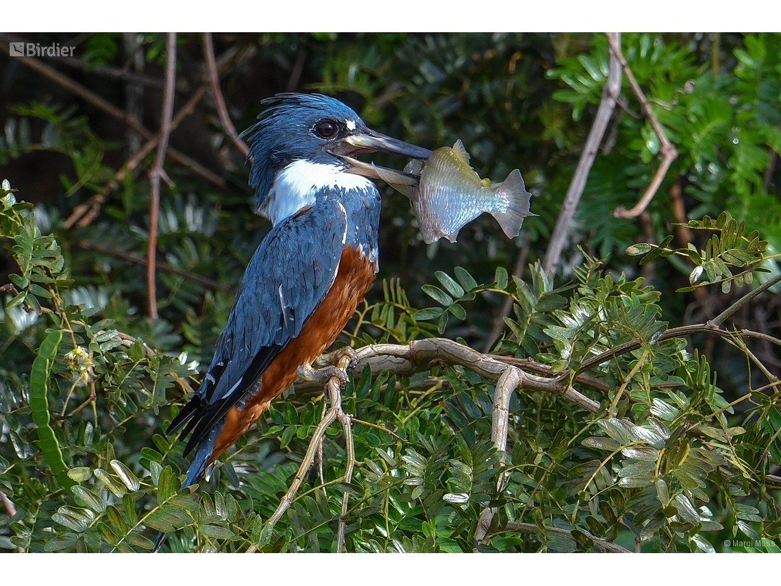 Megaceryle torquata
