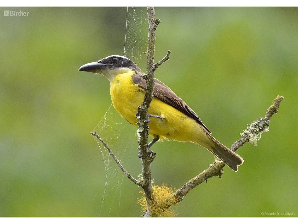 Megarynchus pitangua