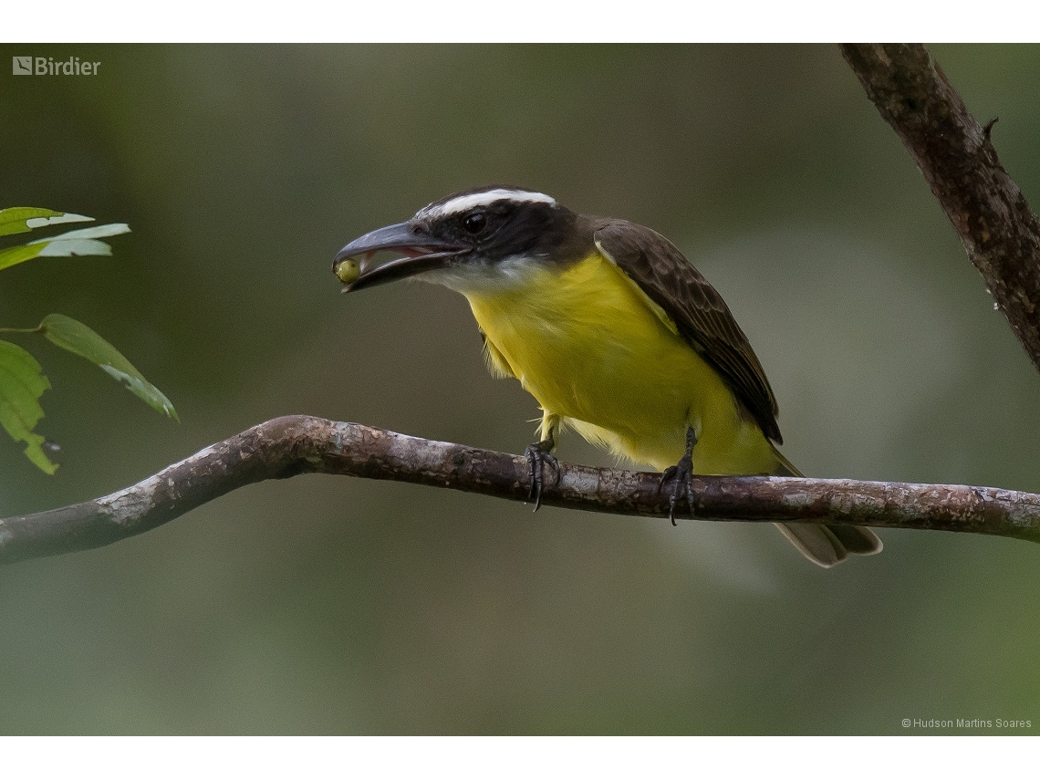 Megarynchus pitangua