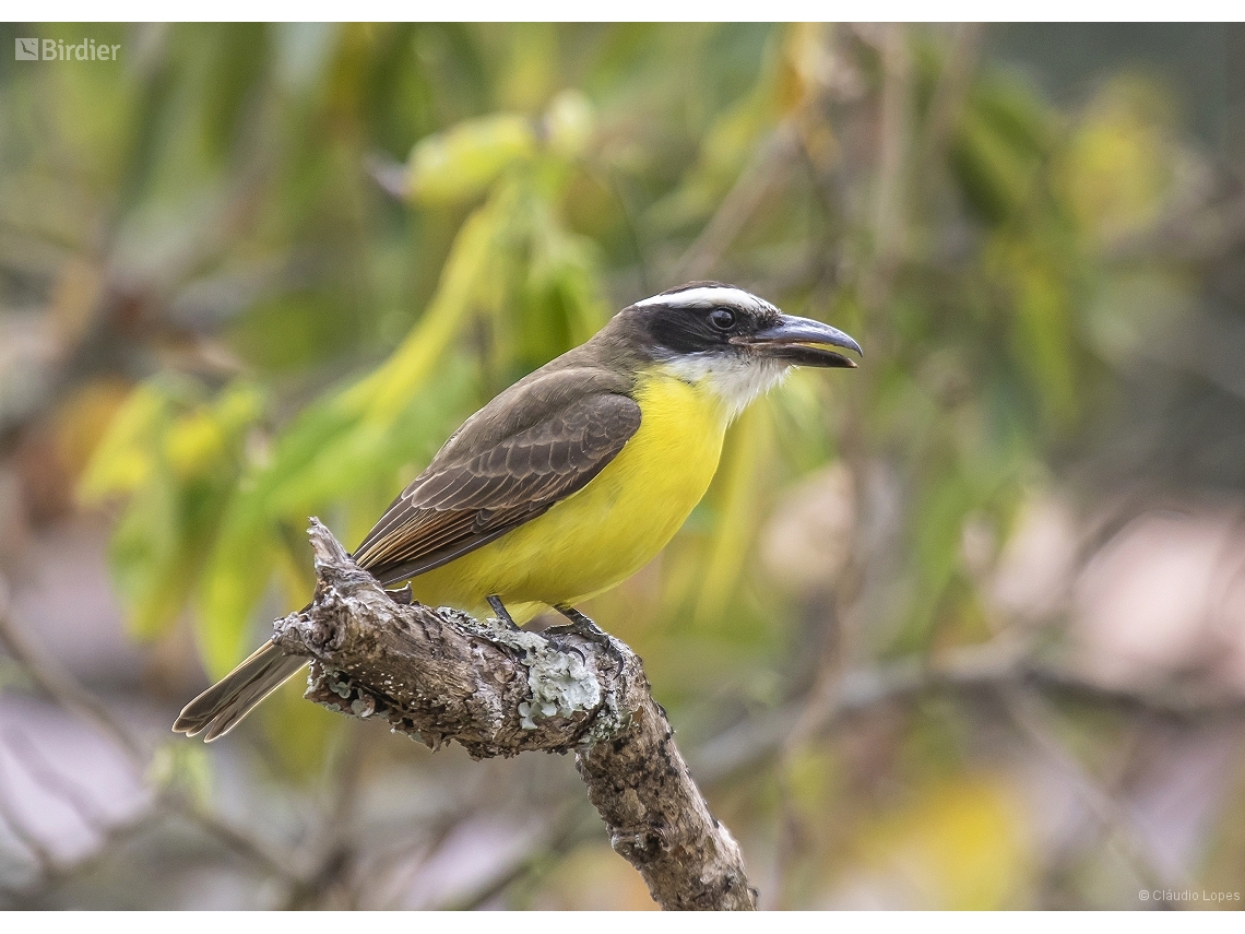 Megarynchus pitangua