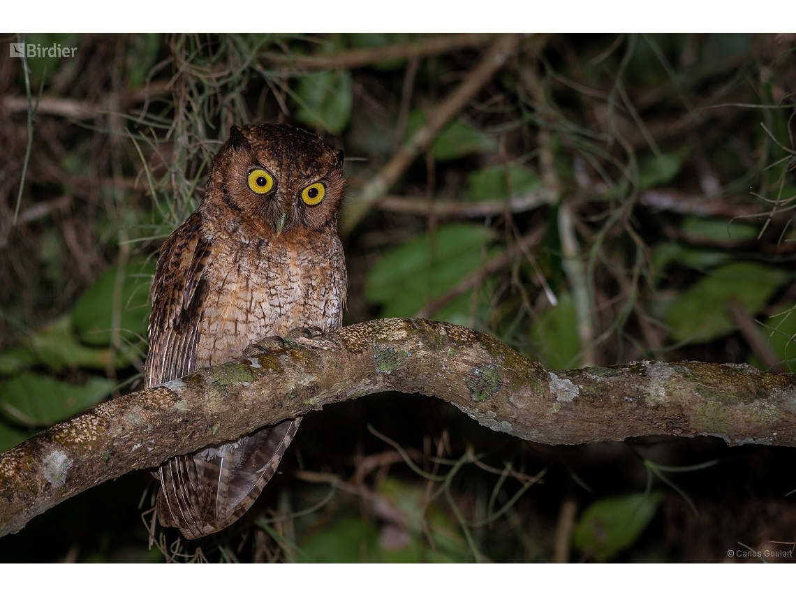 Megascops atricapilla