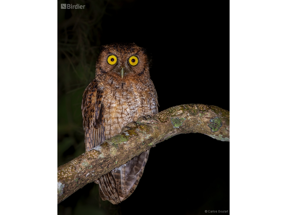 Megascops atricapilla