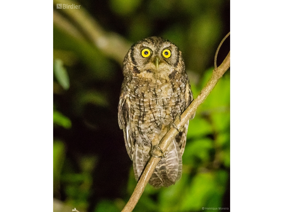 Megascops atricapilla