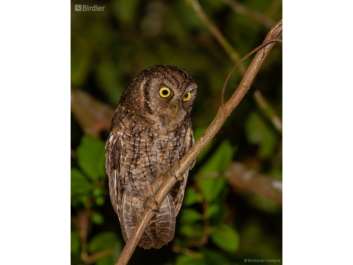 Megascops atricapilla