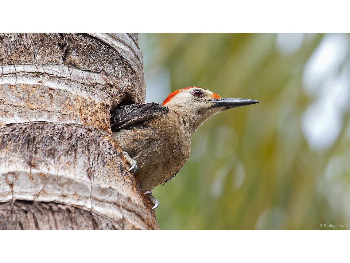 Melanerpes aurifrons