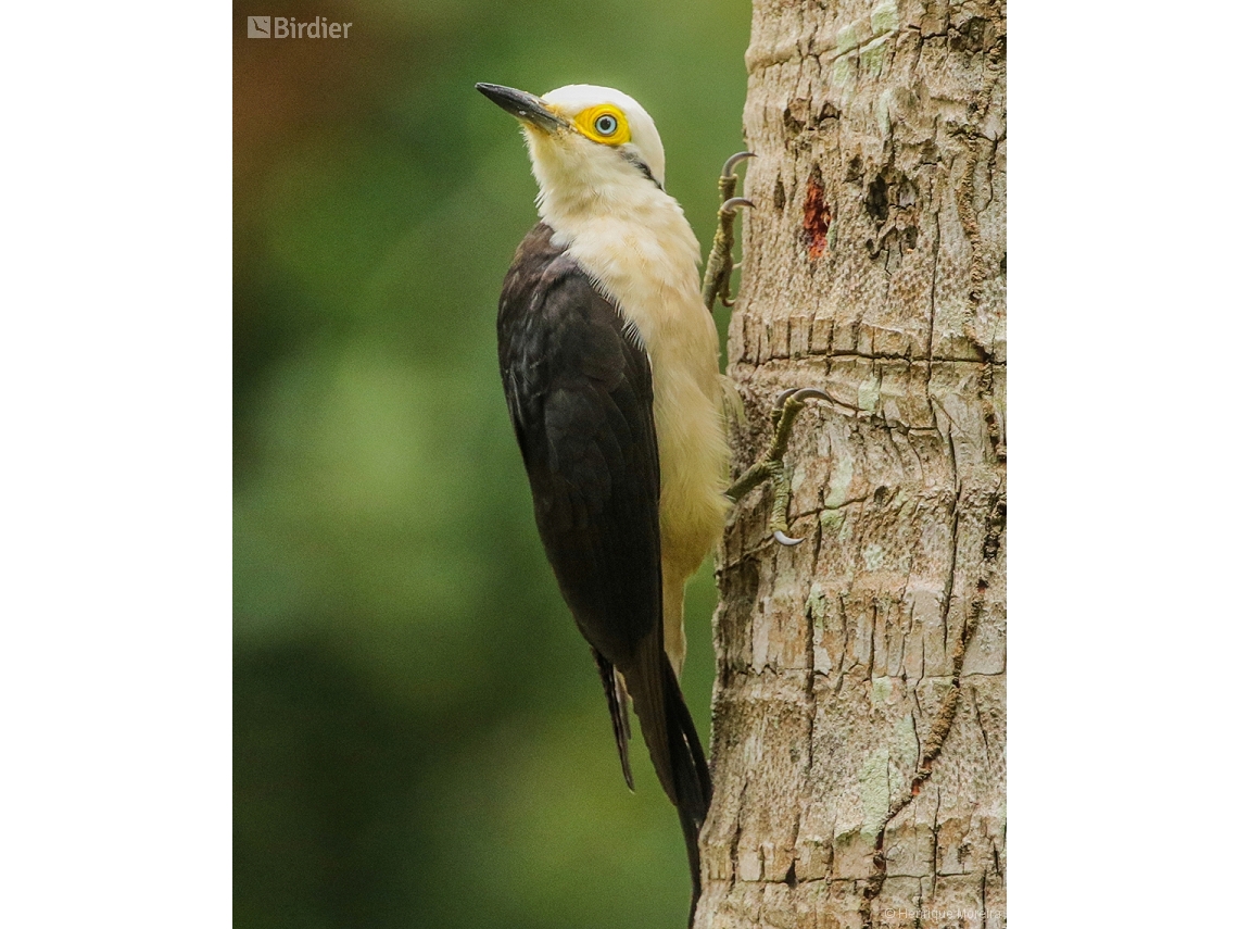 Melanerpes candidus