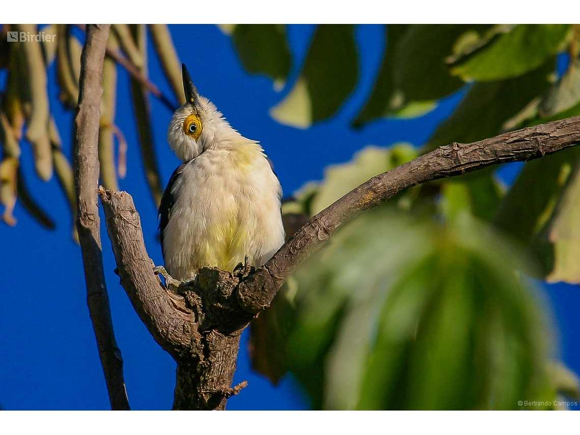 Melanerpes candidus