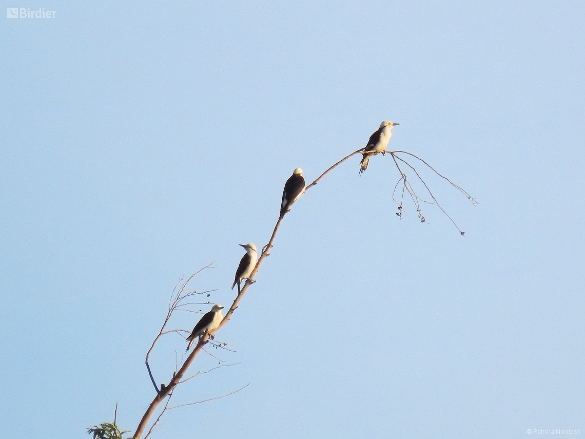 Melanerpes candidus