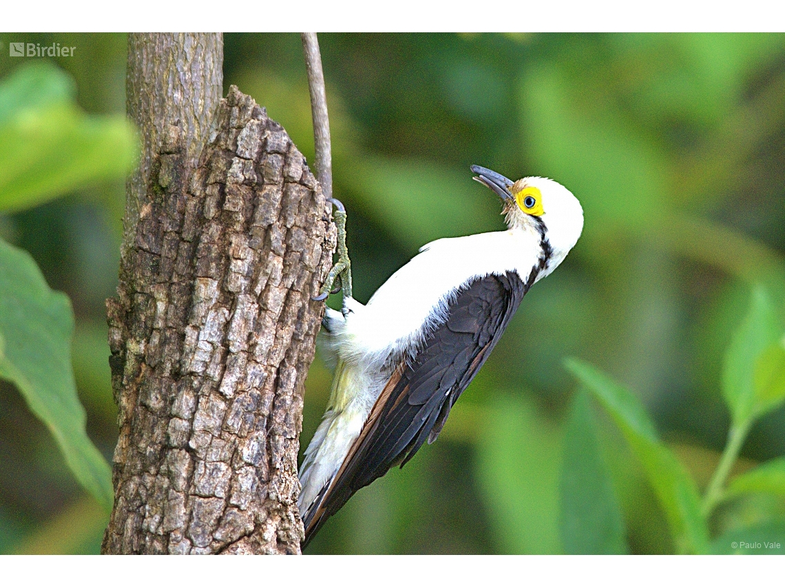 Melanerpes candidus