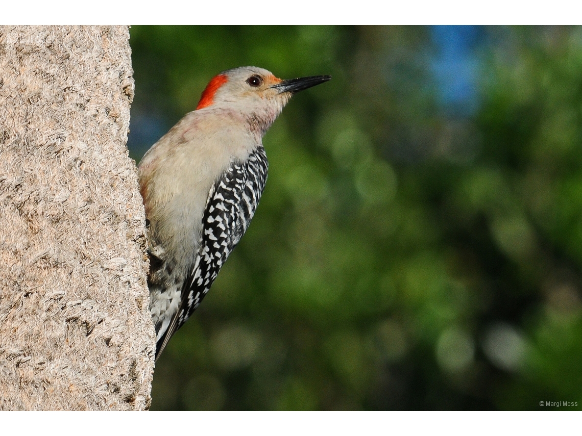 Melanerpes carolinus