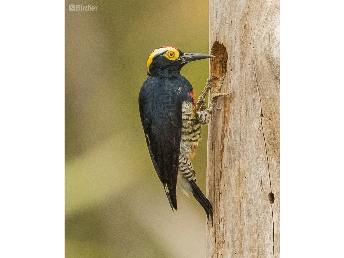 Melanerpes cruentatus