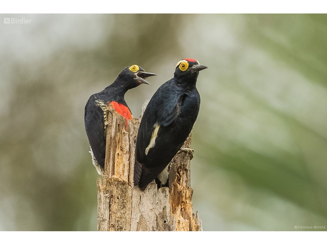 Melanerpes cruentatus