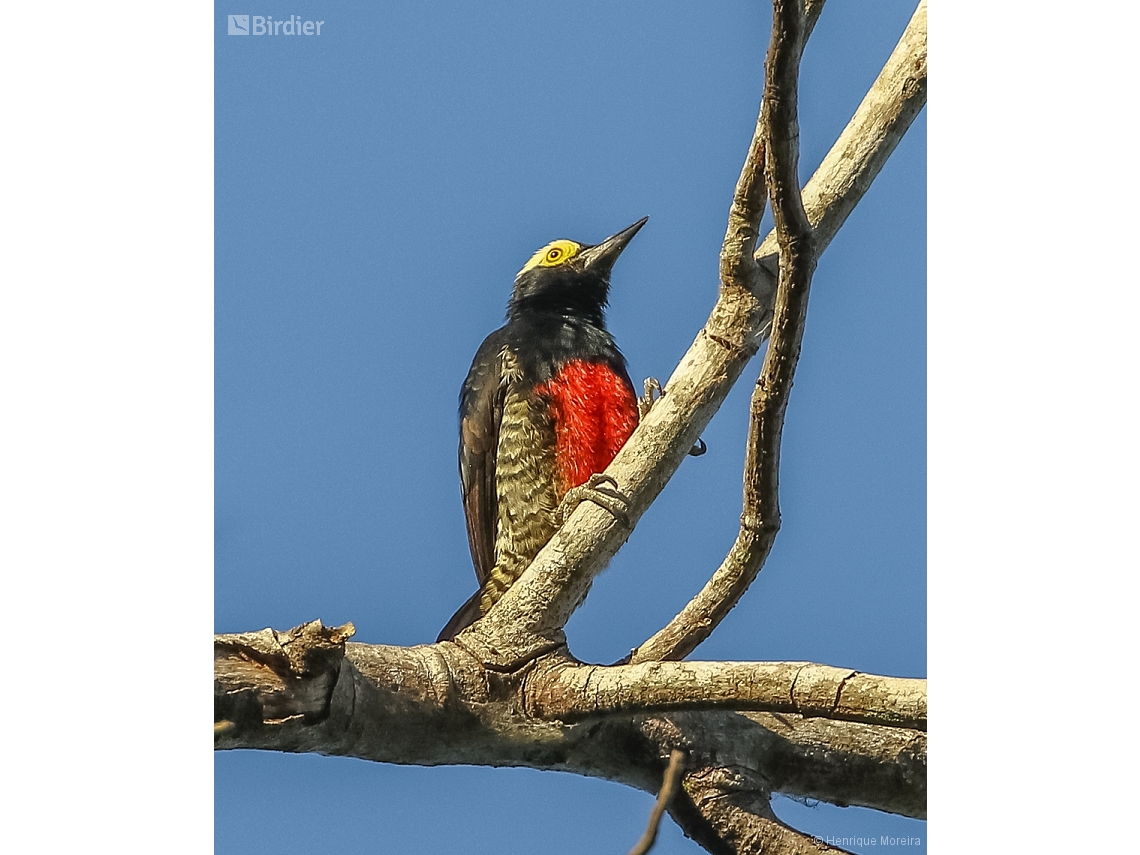 Melanerpes cruentatus