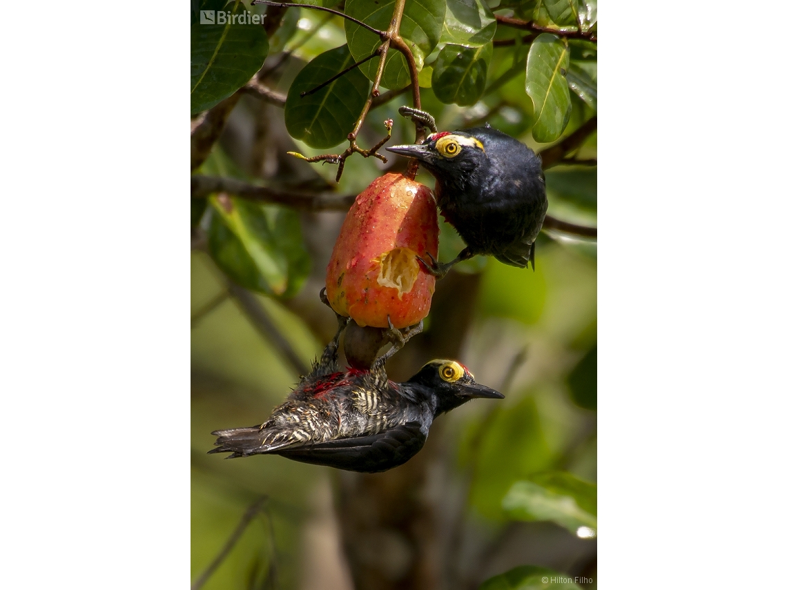 Melanerpes cruentatus