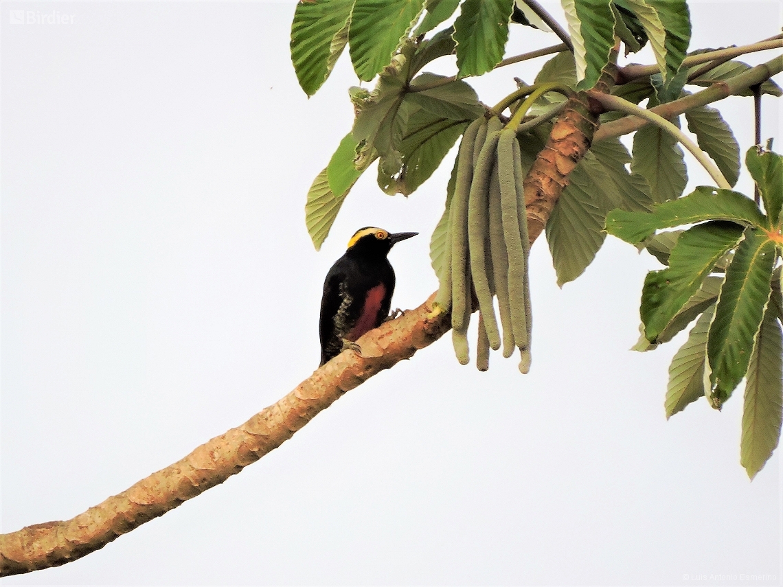 Melanerpes cruentatus