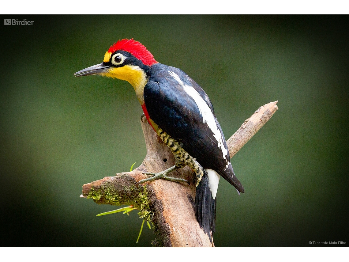 Melanerpes flavifrons