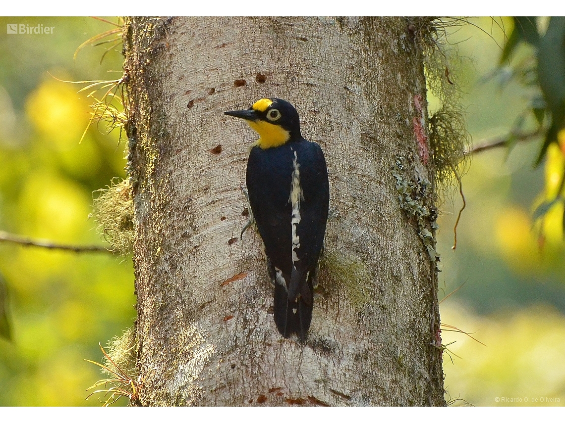 Melanerpes flavifrons