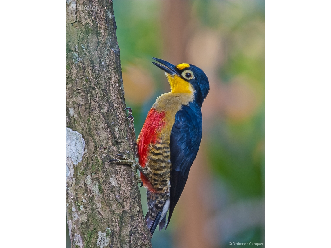 Melanerpes flavifrons