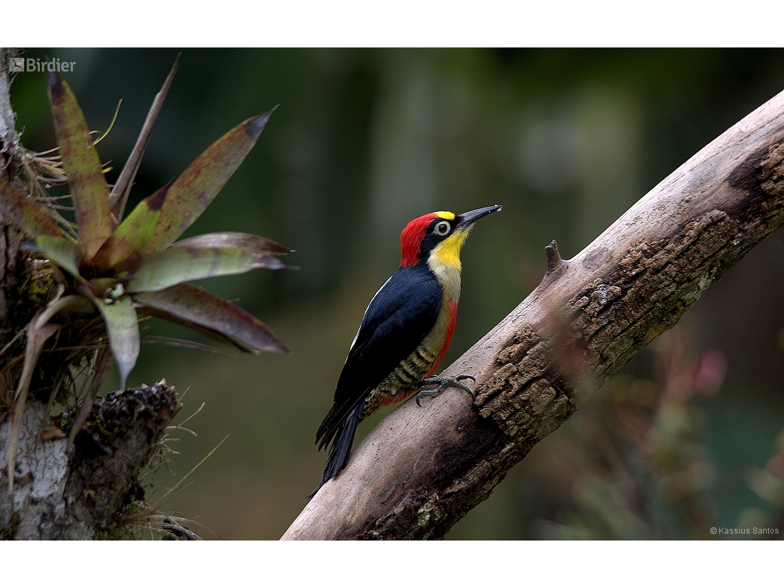 Melanerpes flavifrons