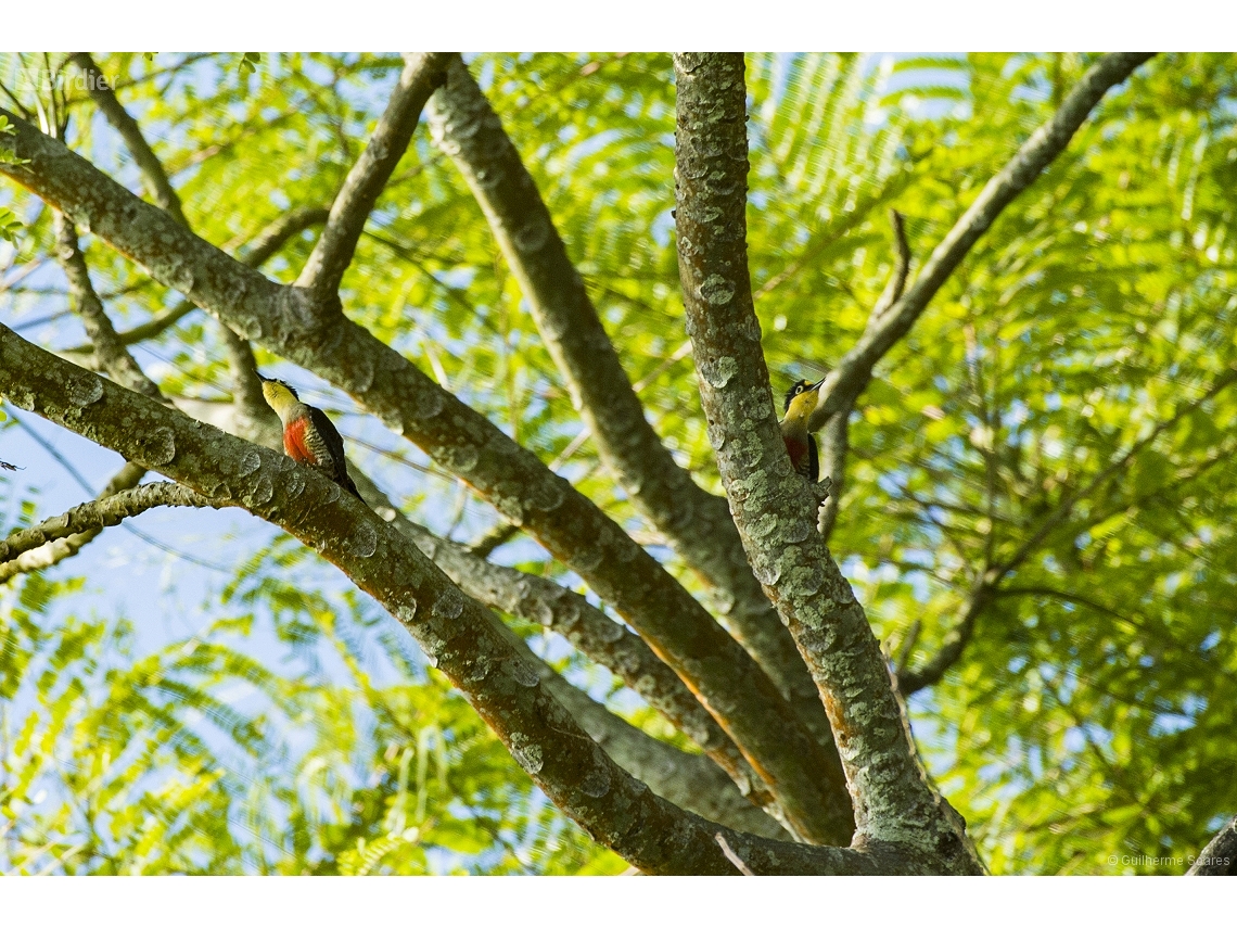 Melanerpes flavifrons