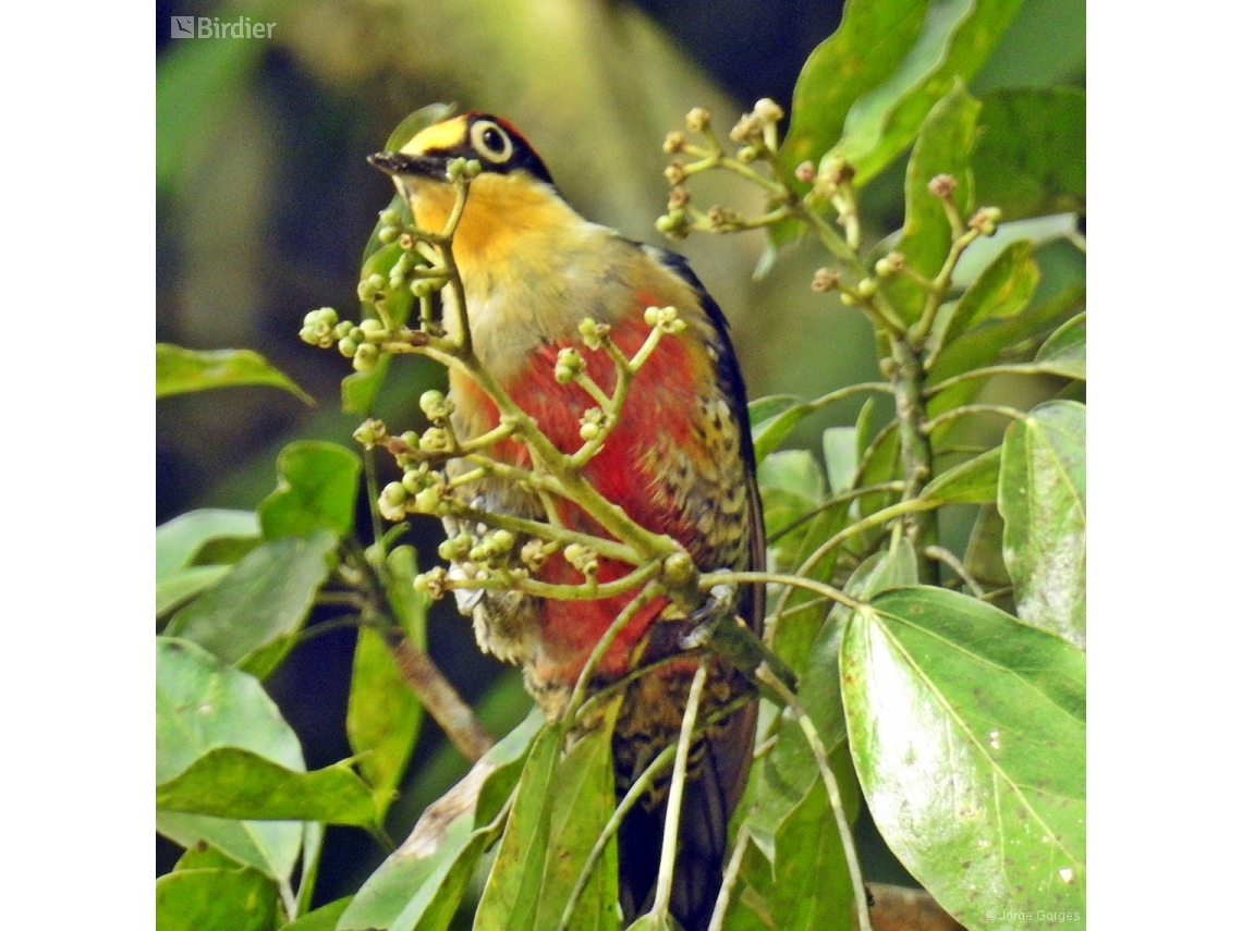 Melanerpes flavifrons