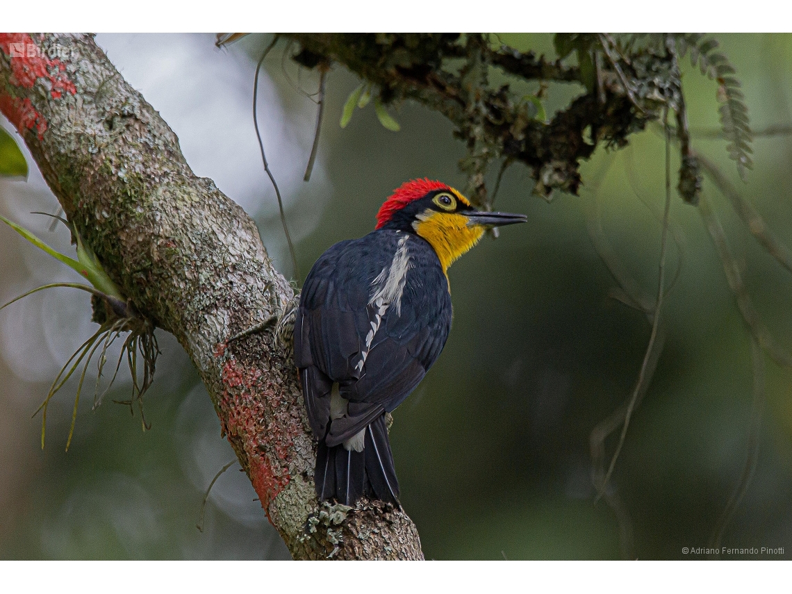 Melanerpes flavifrons