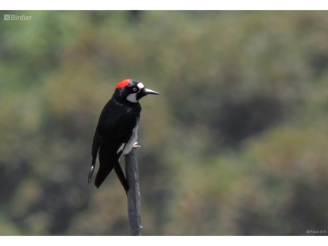 Melanerpes formicivorus