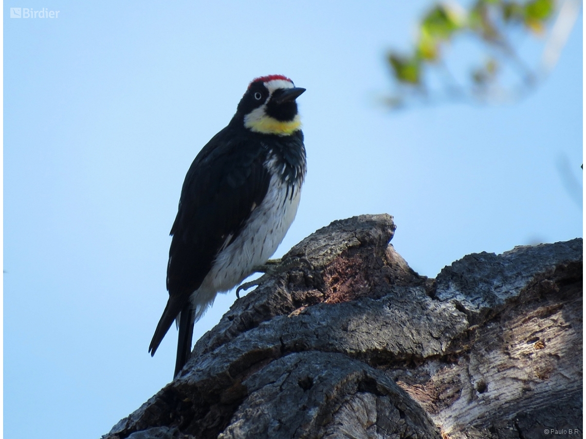 Melanerpes formicivorus