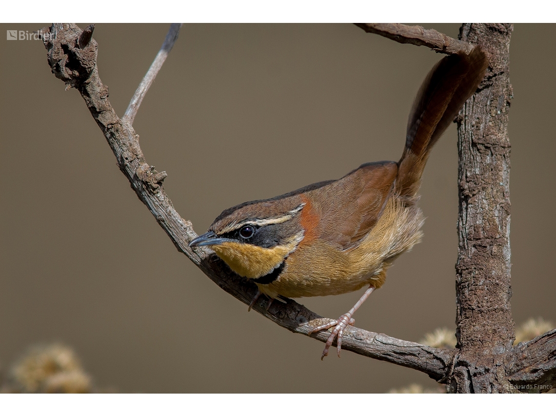 Melanopareia torquata