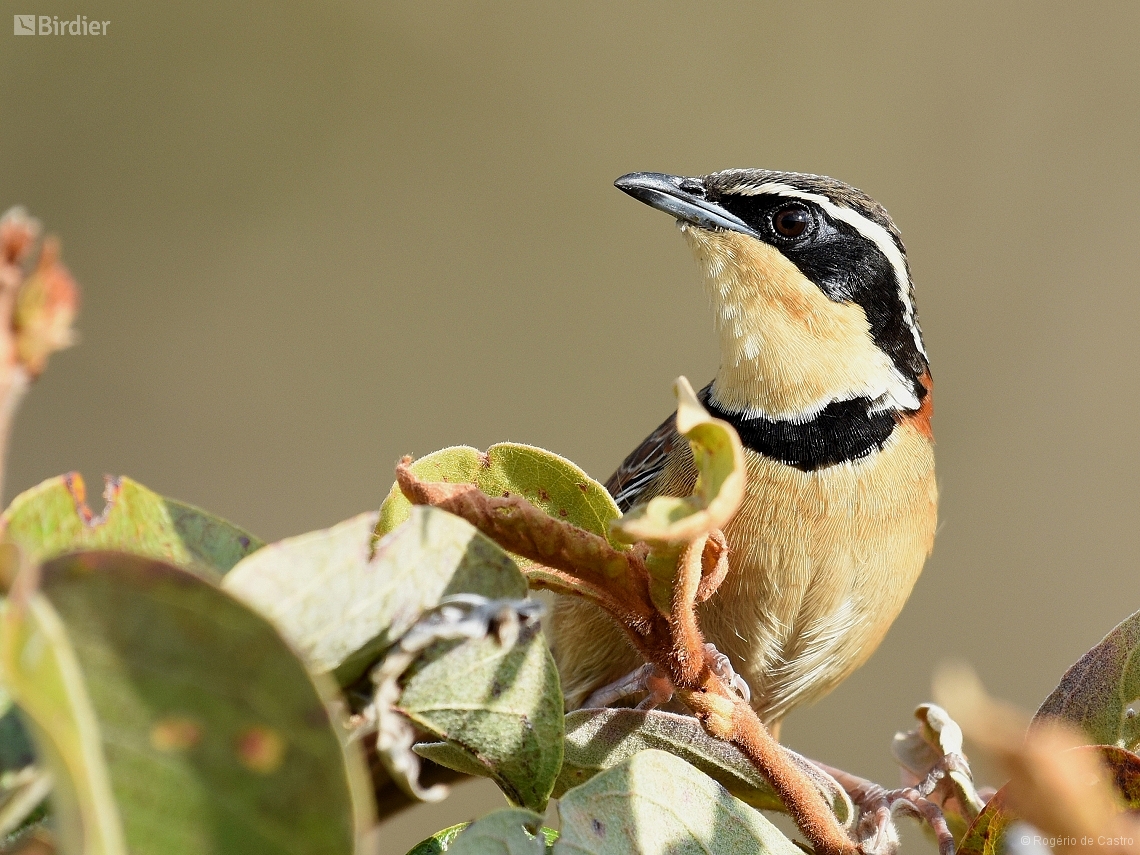 Melanopareia torquata