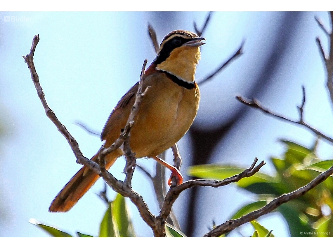 Melanopareia torquata