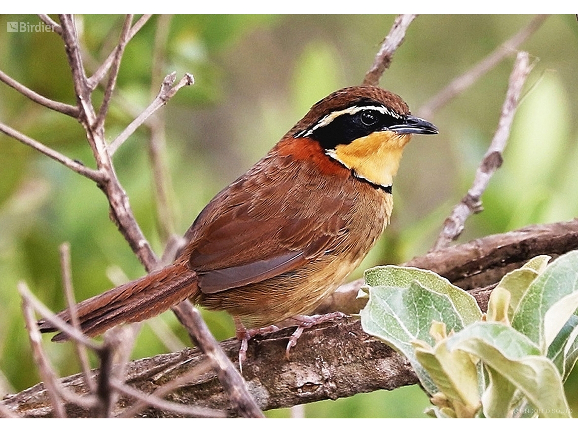 Melanopareia torquata