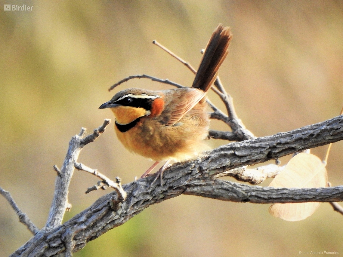 Melanopareia torquata