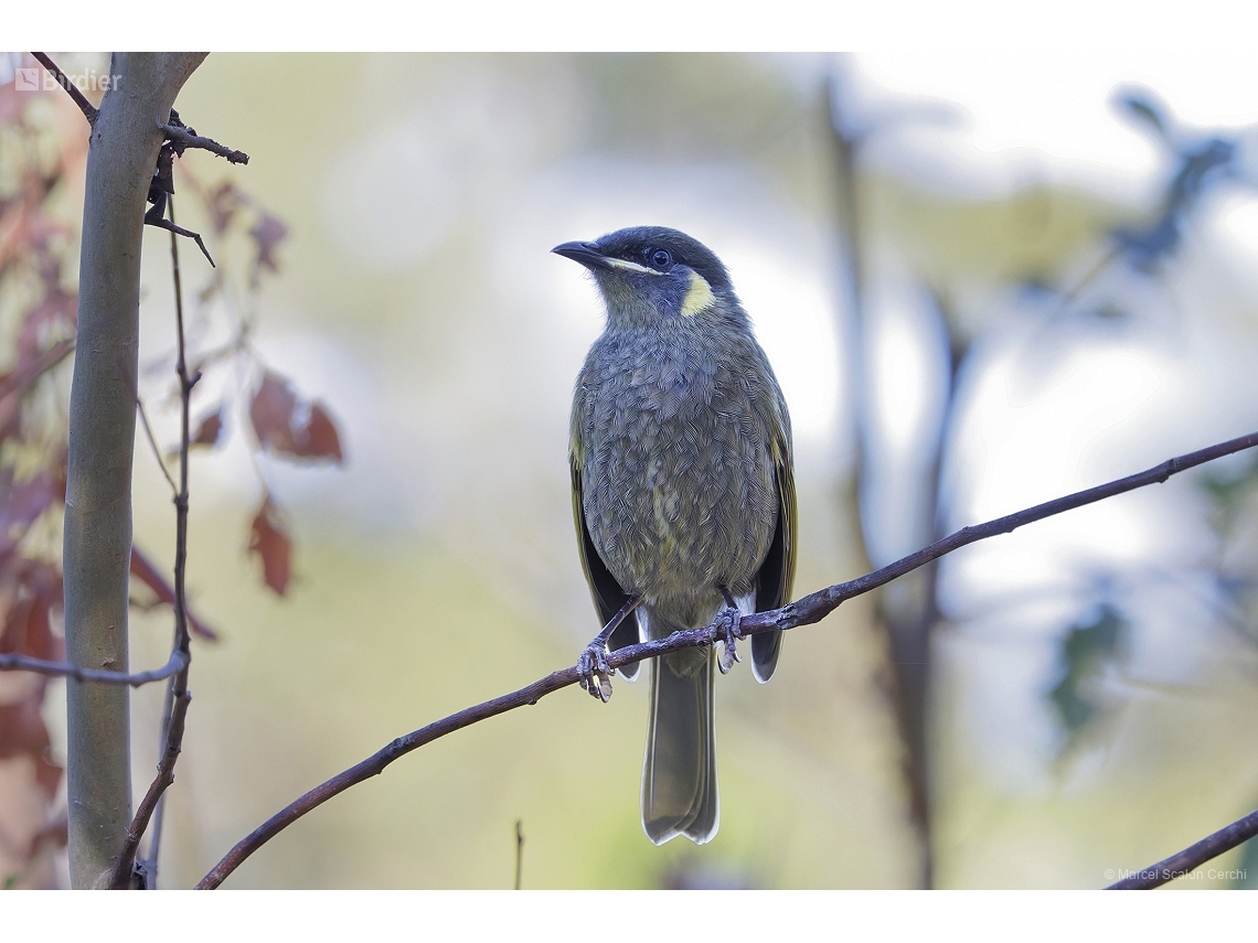 Meliphaga lewinii