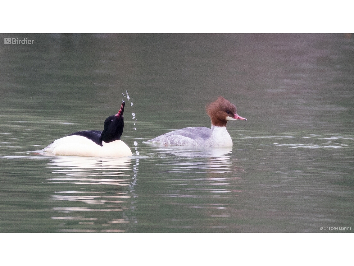 Mergus merganser