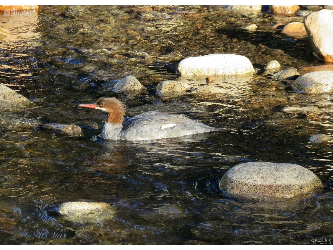 Mergus merganser