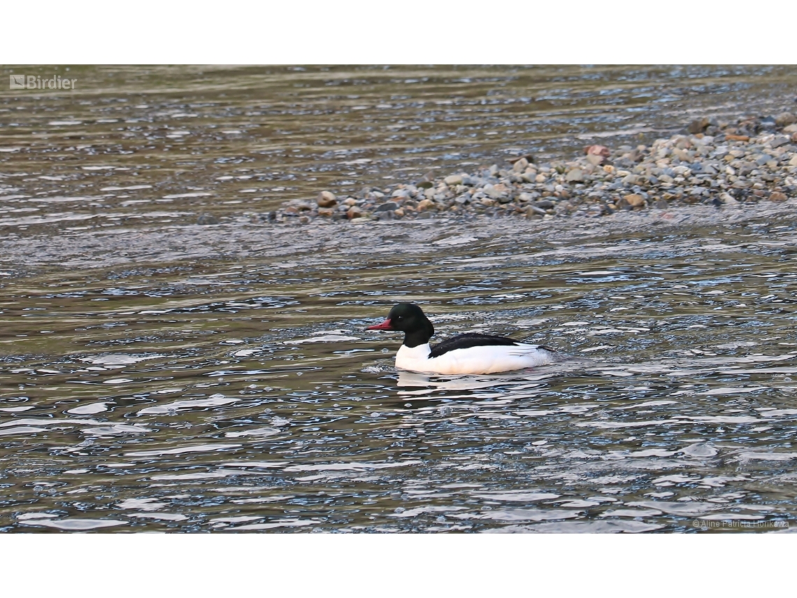 Mergus merganser