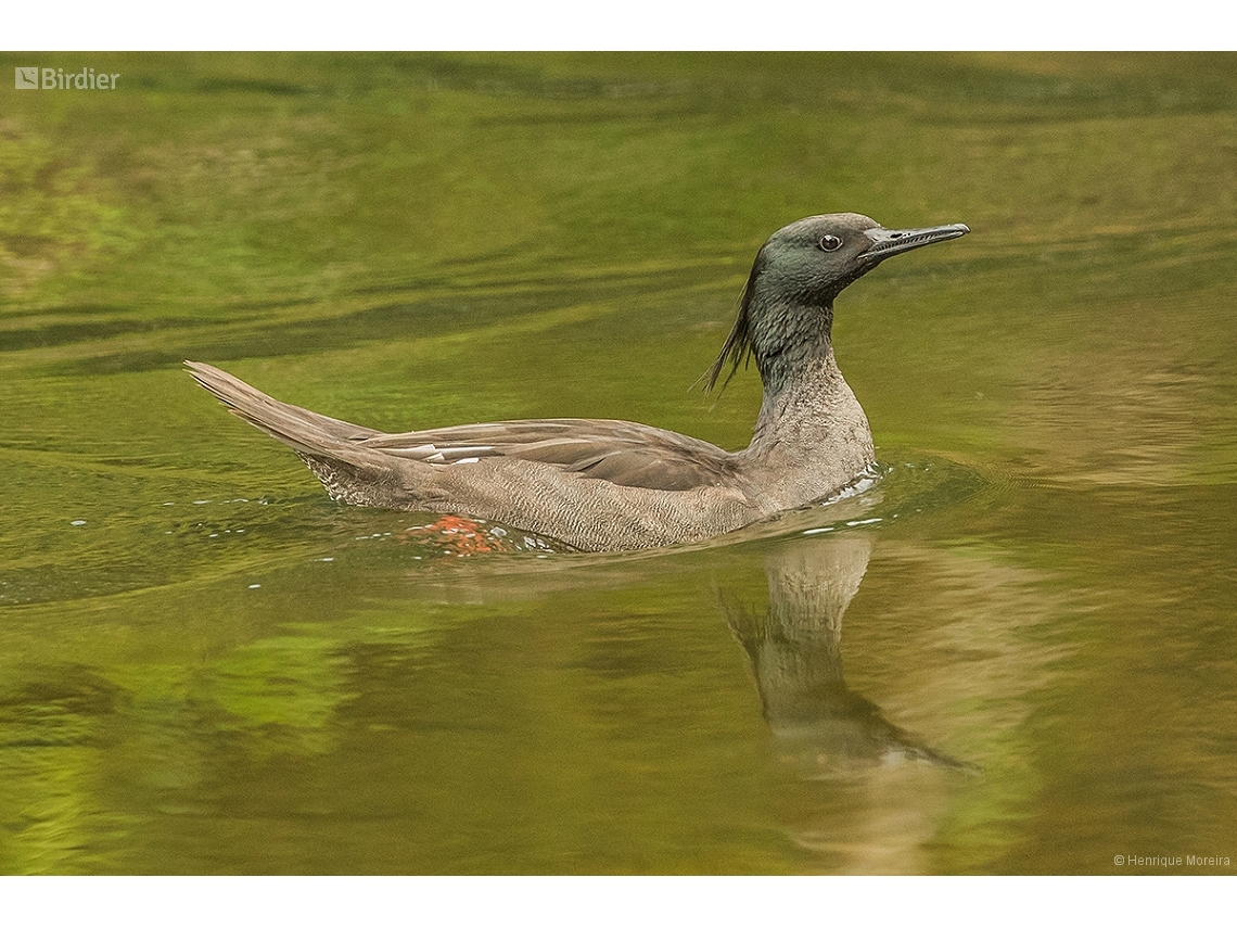 Mergus octosetaceus