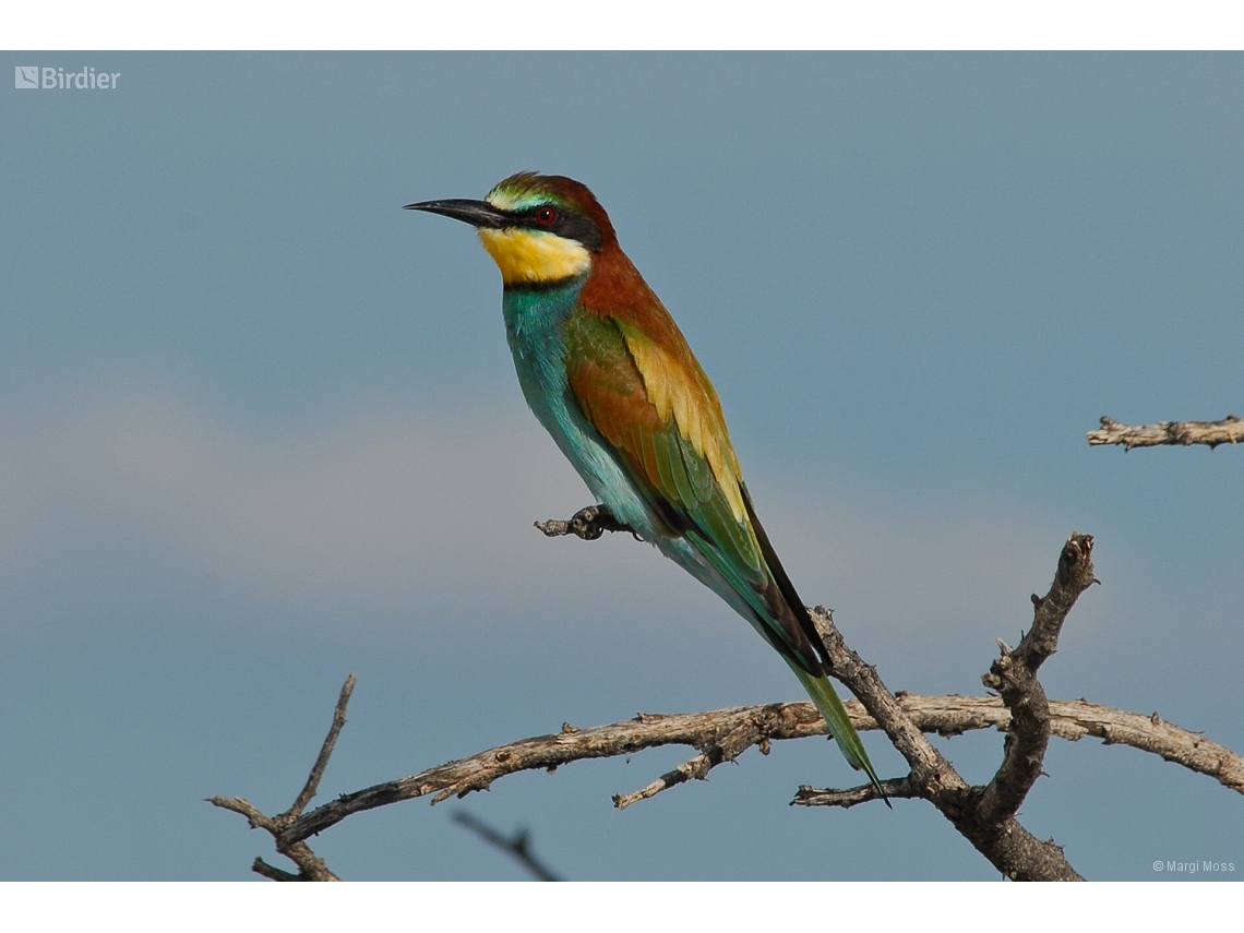 Merops apiaster